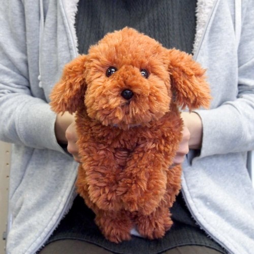 Sun lemon lap - lap-sized, toy-poodle