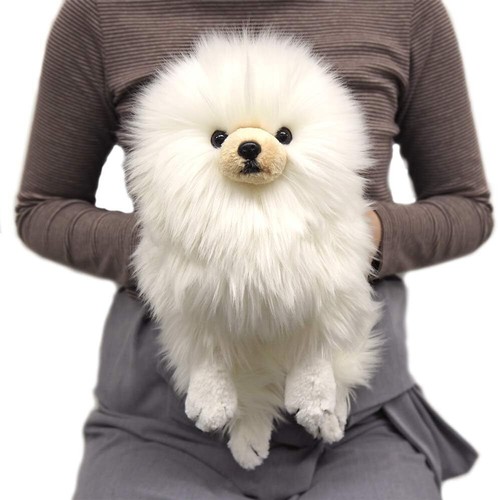 Sun lemon lap - sun, pomeranian